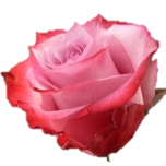 Deep Purple Rose Equateur Ethiflora